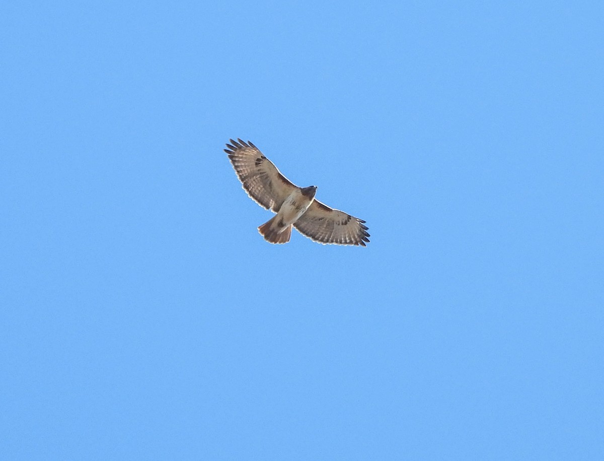 Red-tailed Hawk - ML615171189