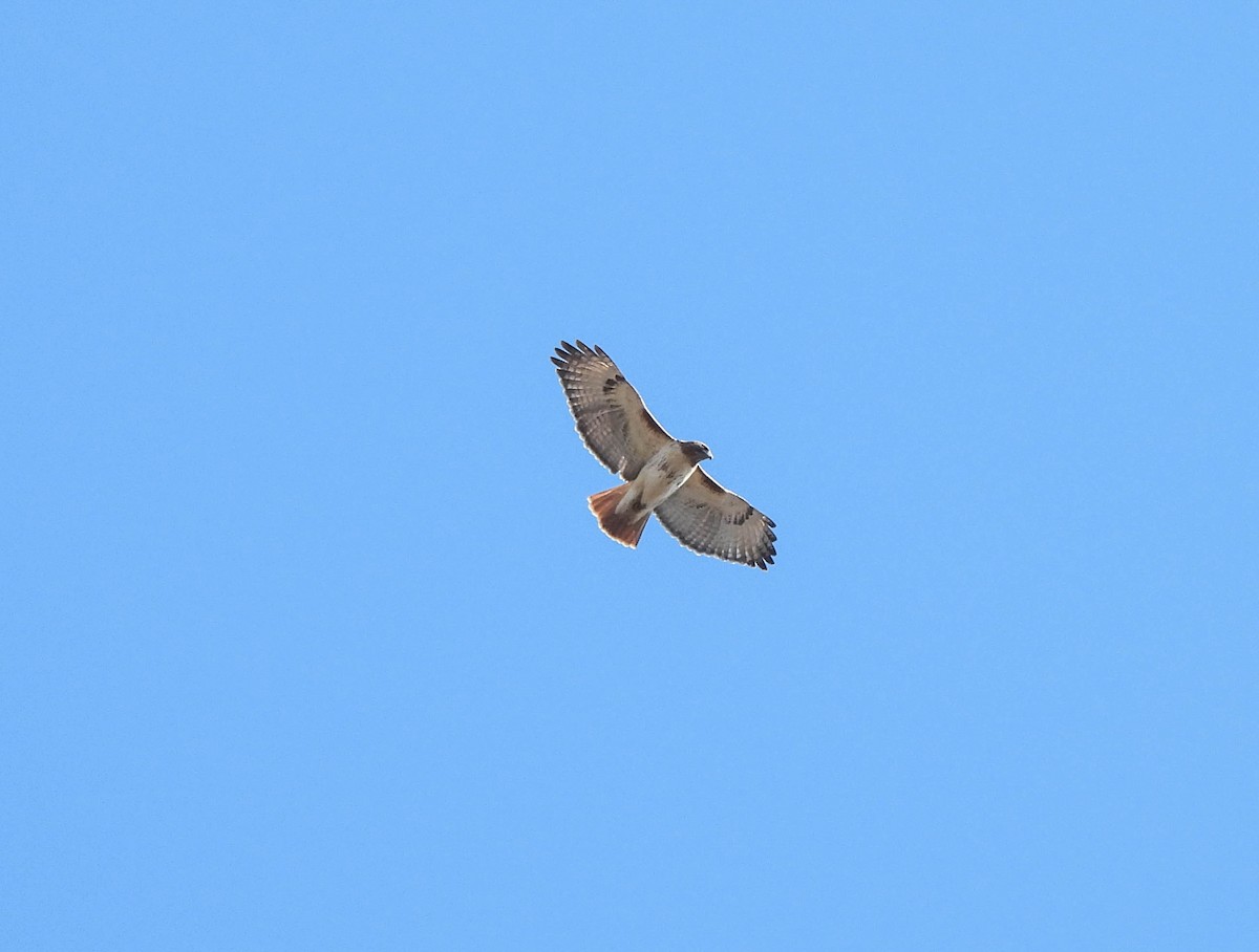 Red-tailed Hawk - ML615171190