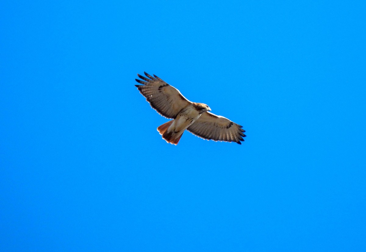 Red-tailed Hawk - ML615171191