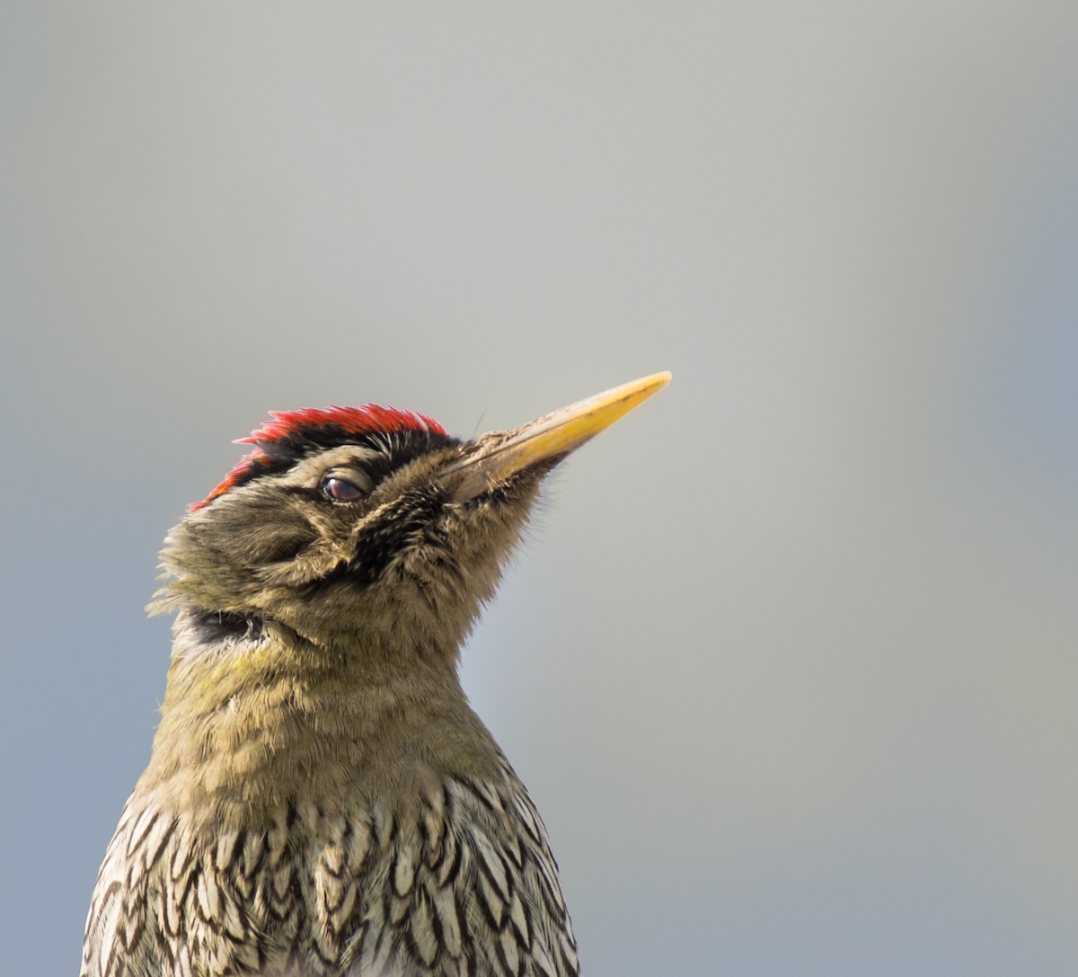 Scaly-bellied Woodpecker - ML615171210