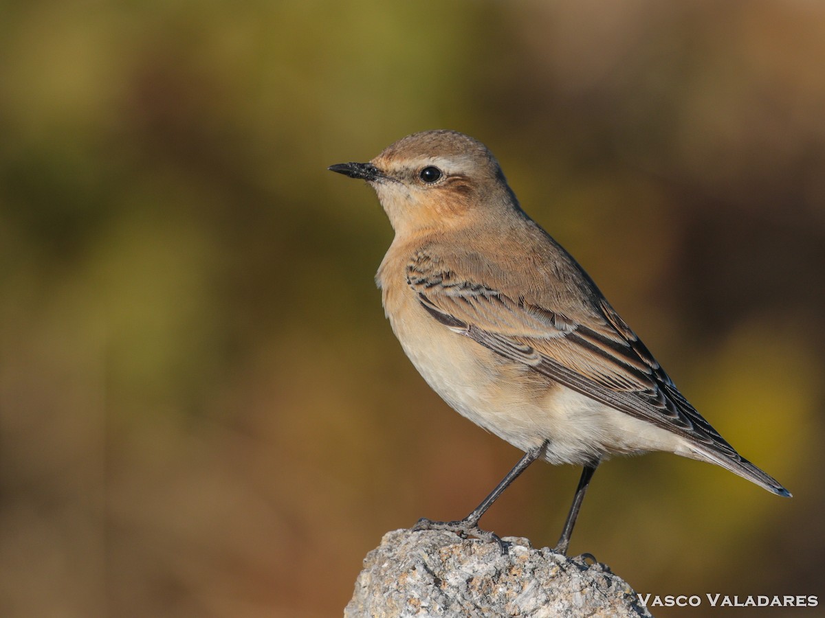 Northern Wheatear - Vasco Valadares