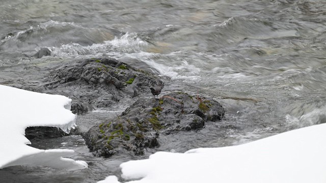 American Dipper - ML615171237