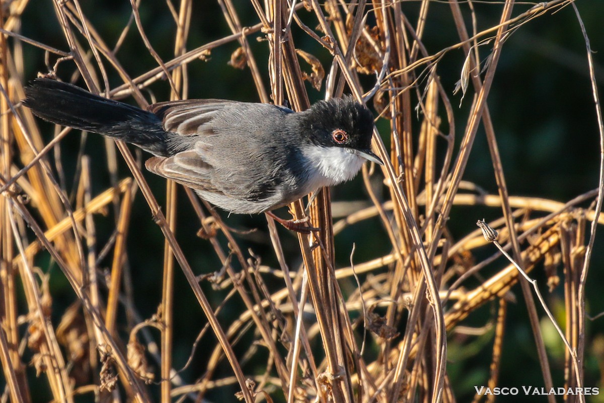 Curruca Cabecinegra - ML615171249