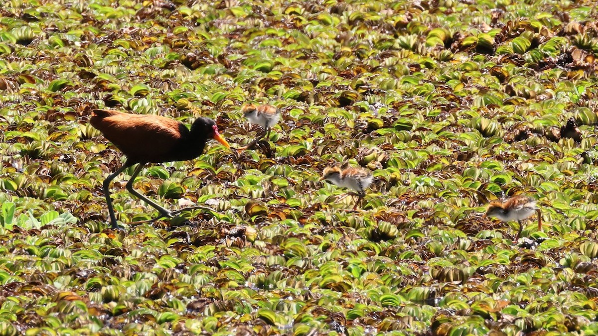 Wattled Jacana - ML615171259
