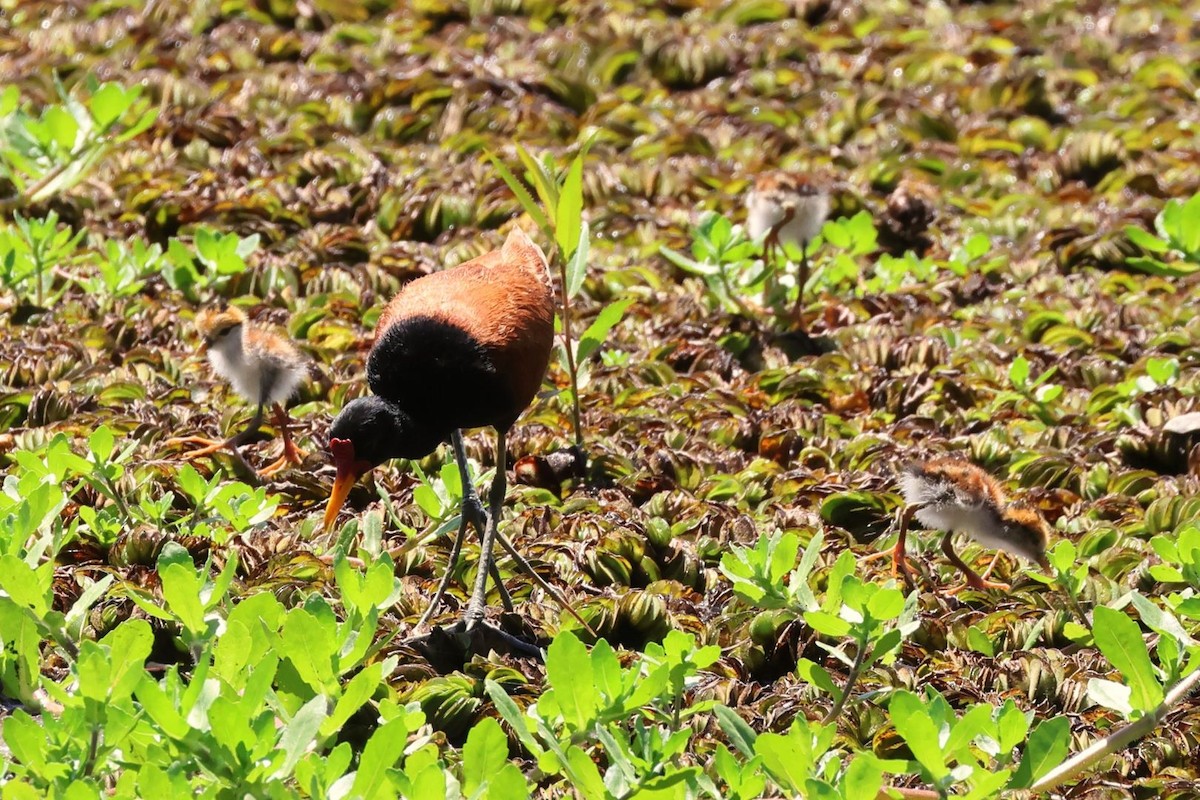 Wattled Jacana - ML615171260