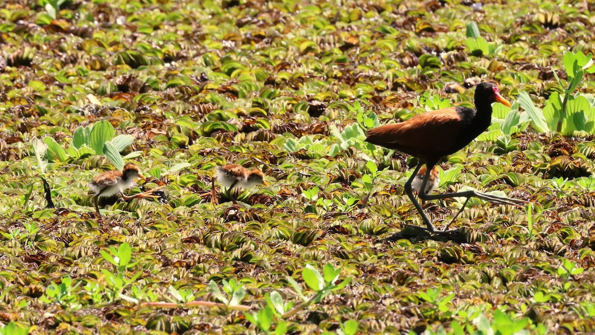 Jacana Suramericana - ML615171261