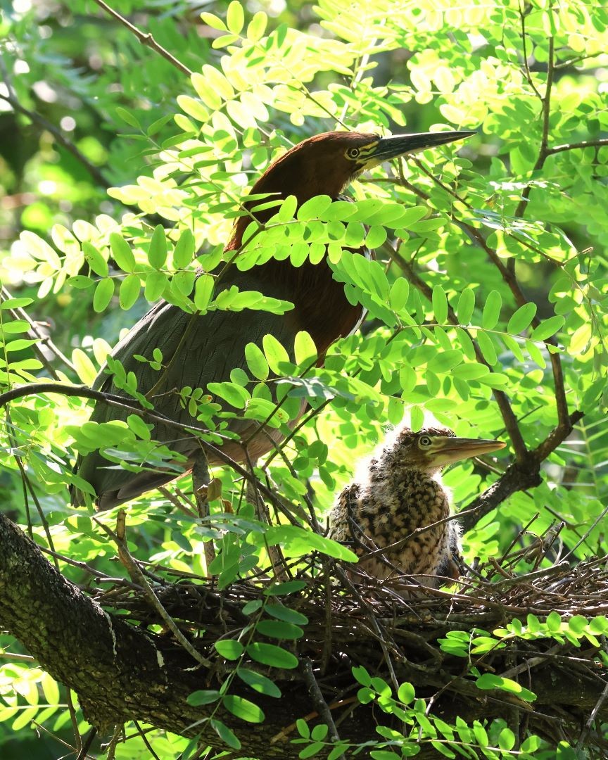 Rufescent Tiger-Heron - ML615171266