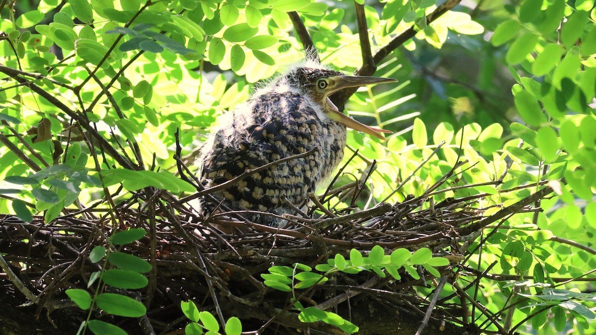 Rufescent Tiger-Heron - ML615171267