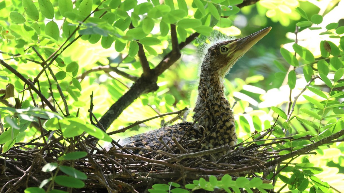 Rufescent Tiger-Heron - ML615171268