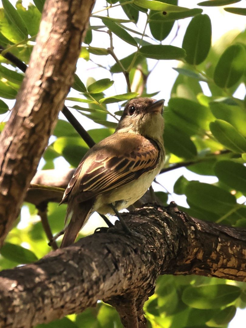 White-winged Becard - ML615171276