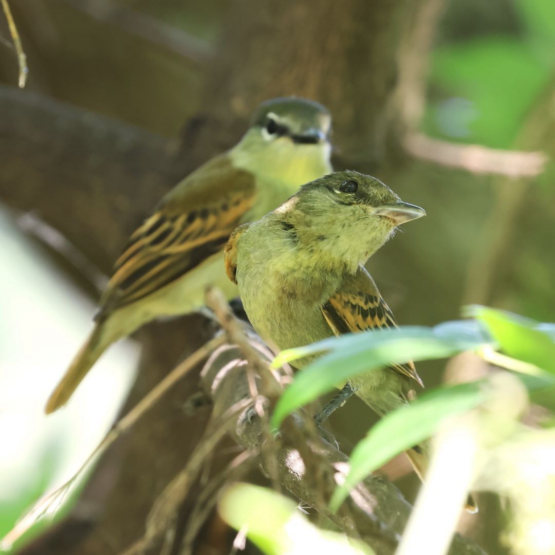White-winged Becard - ML615171277