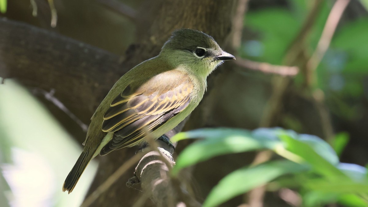 White-winged Becard - ML615171278