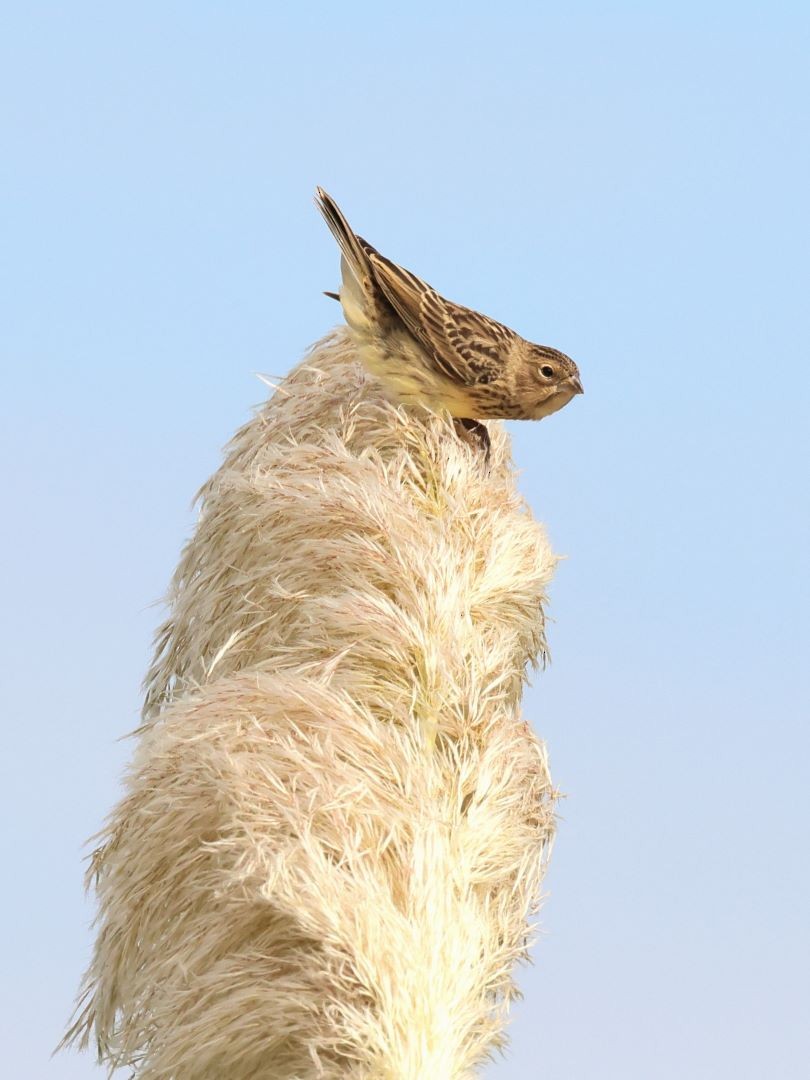 Grassland Yellow-Finch - ML615171279