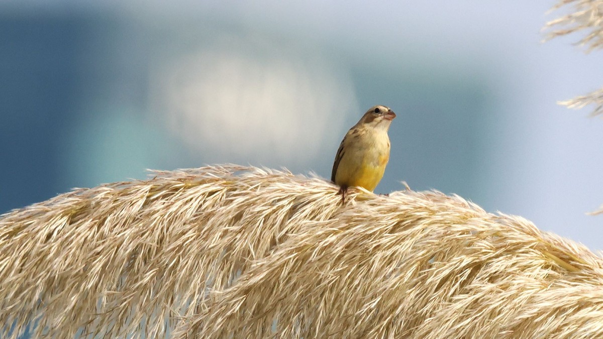 Grassland Yellow-Finch - ML615171281