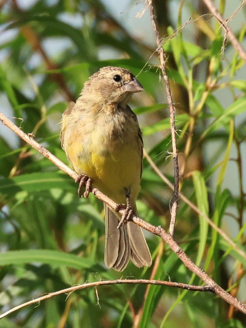 Grassland Yellow-Finch - ML615171284