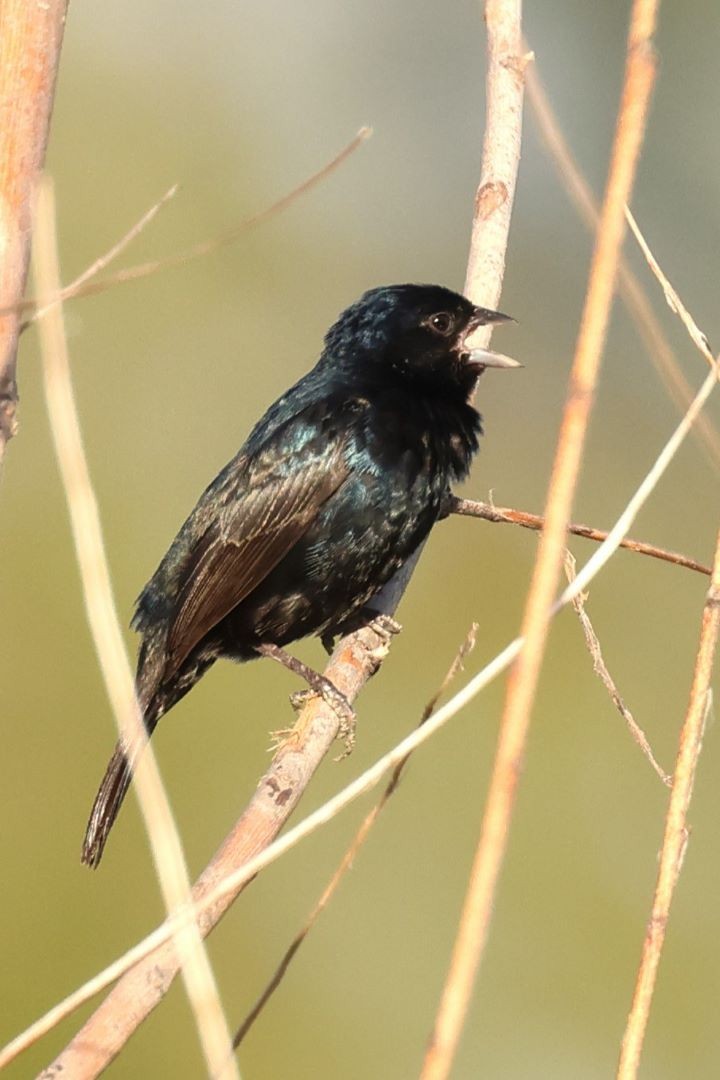 Blue-black Grassquit - ML615171288