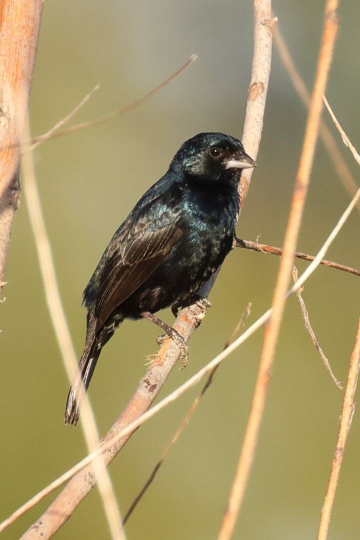 Blue-black Grassquit - ML615171289