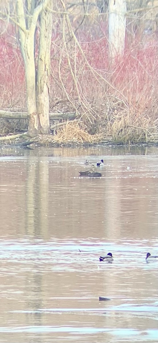 American Black Duck - ML615171292