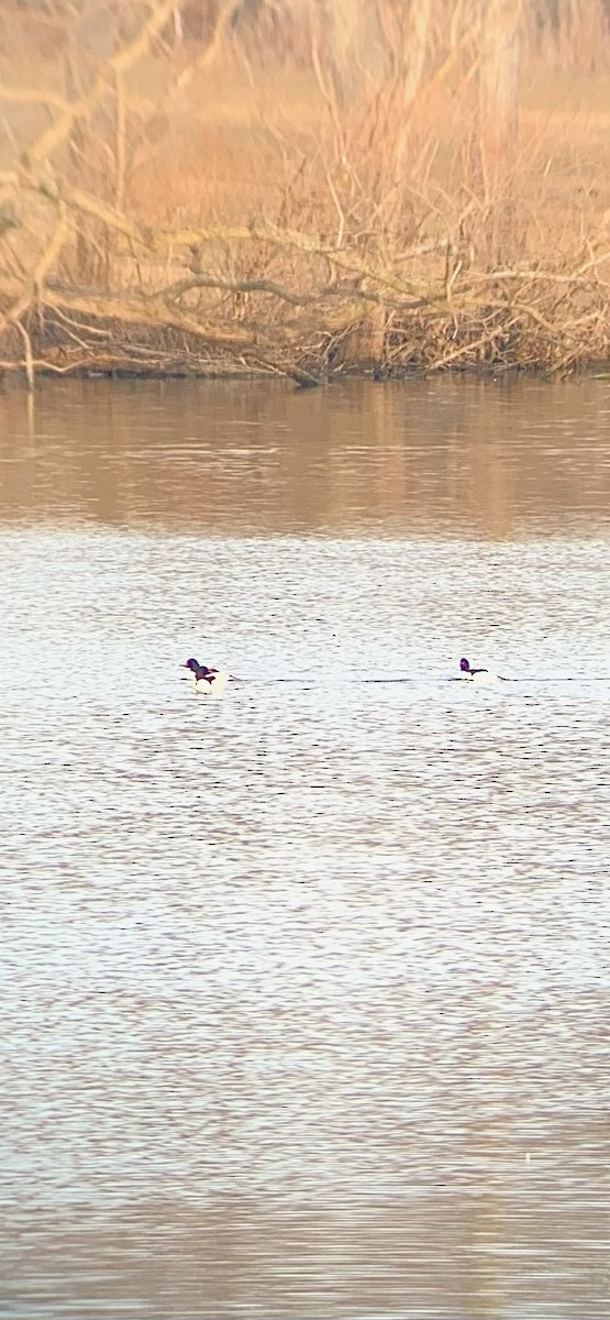 Common Merganser - ML615171293