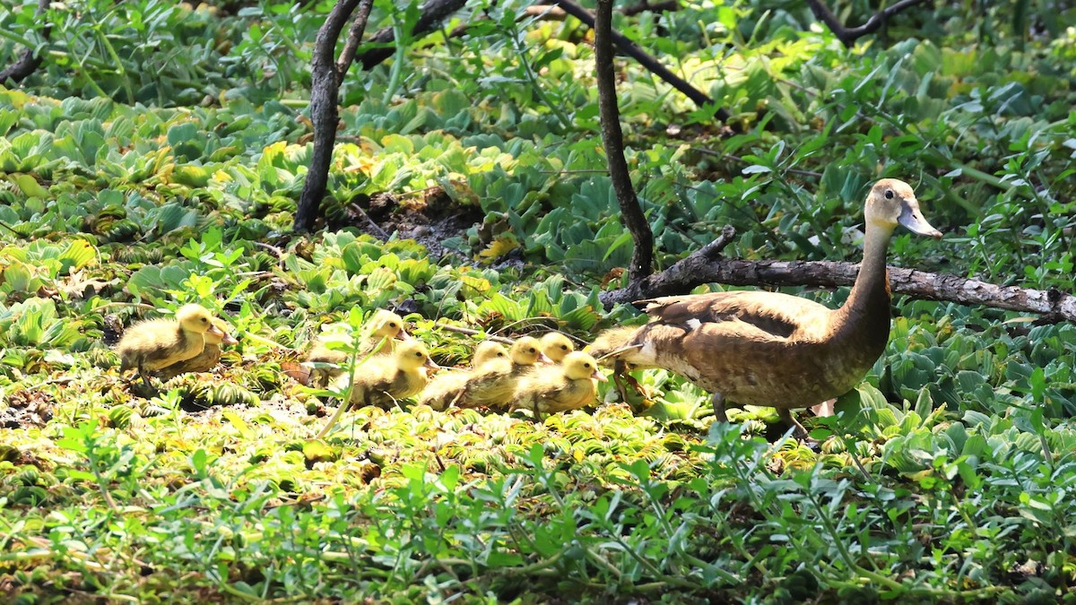 Rosy-billed Pochard - ML615171343