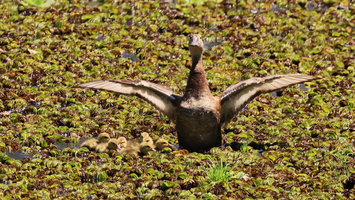 Rosy-billed Pochard - ML615171344