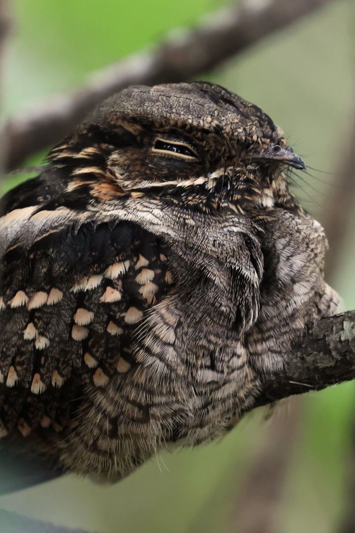 Little Nightjar - ML615171349