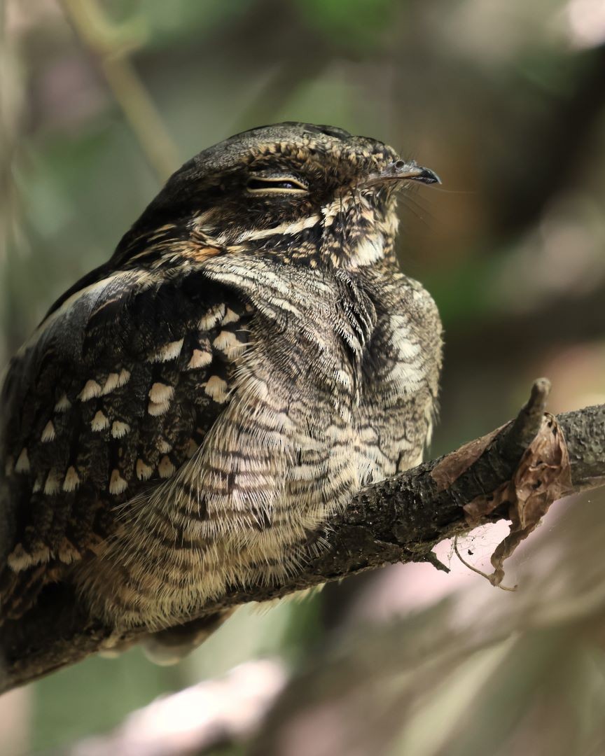 Little Nightjar - Jose Luis Blázquez