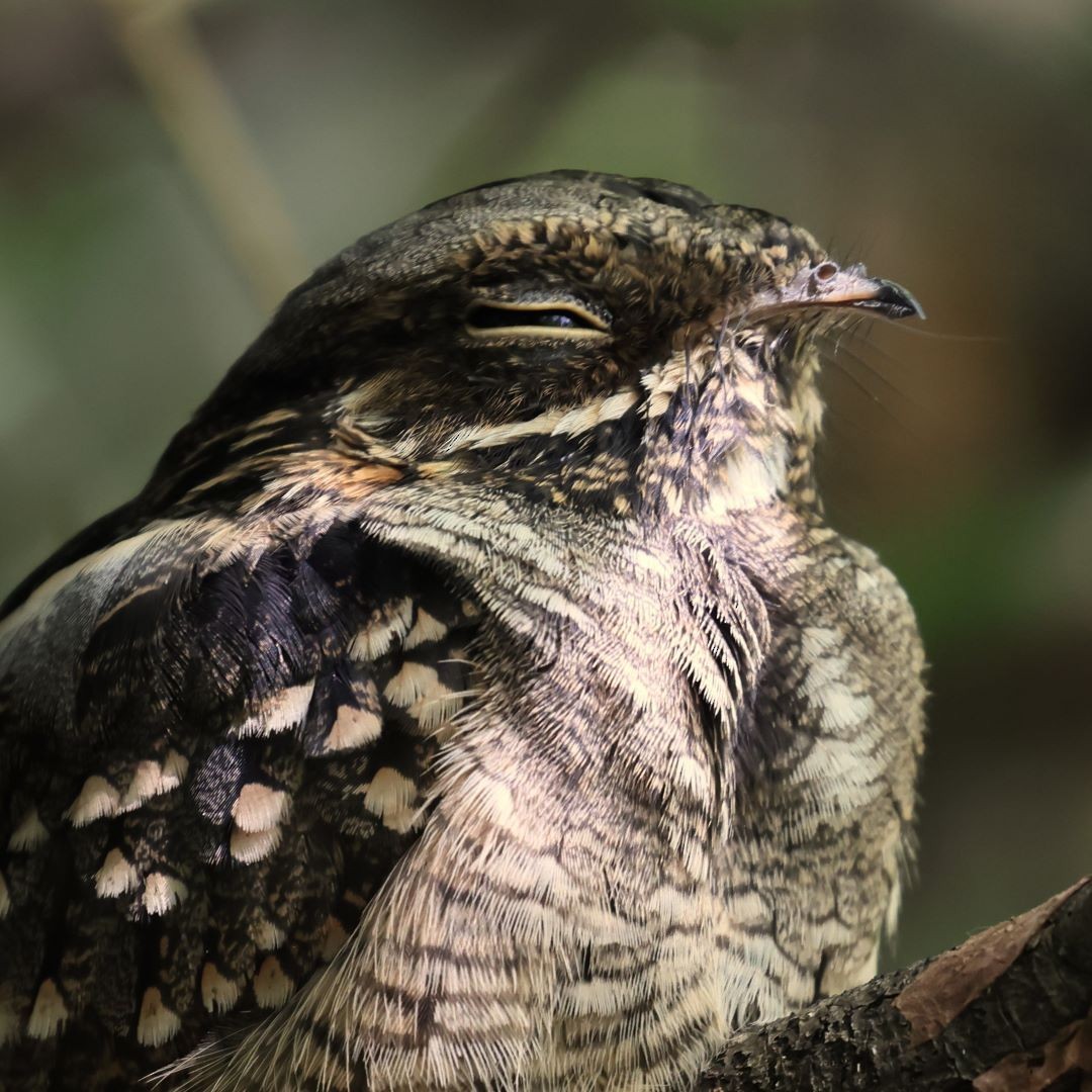 Little Nightjar - ML615171360