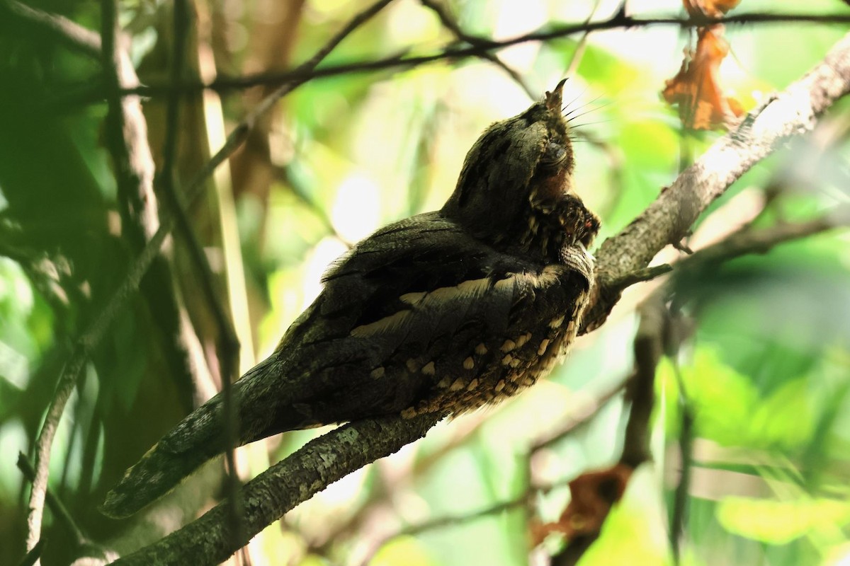 Little Nightjar - ML615171361