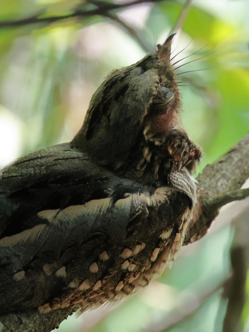 Little Nightjar - ML615171362