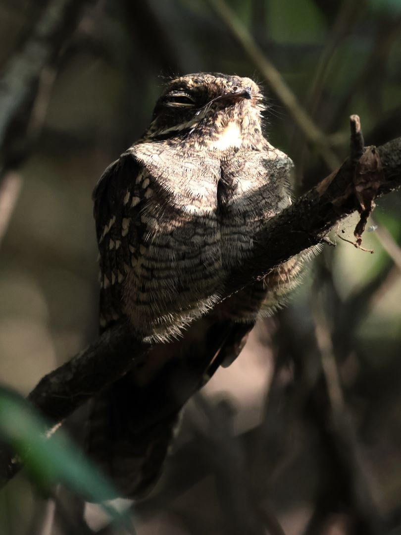 Little Nightjar - ML615171367