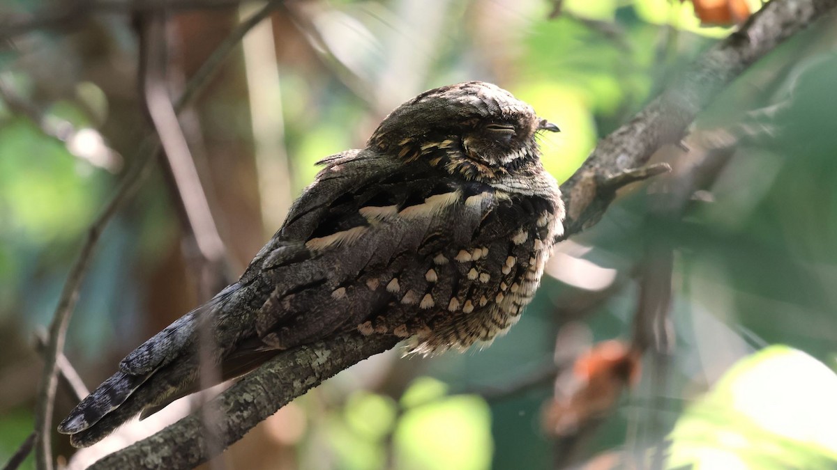 Little Nightjar - ML615171368