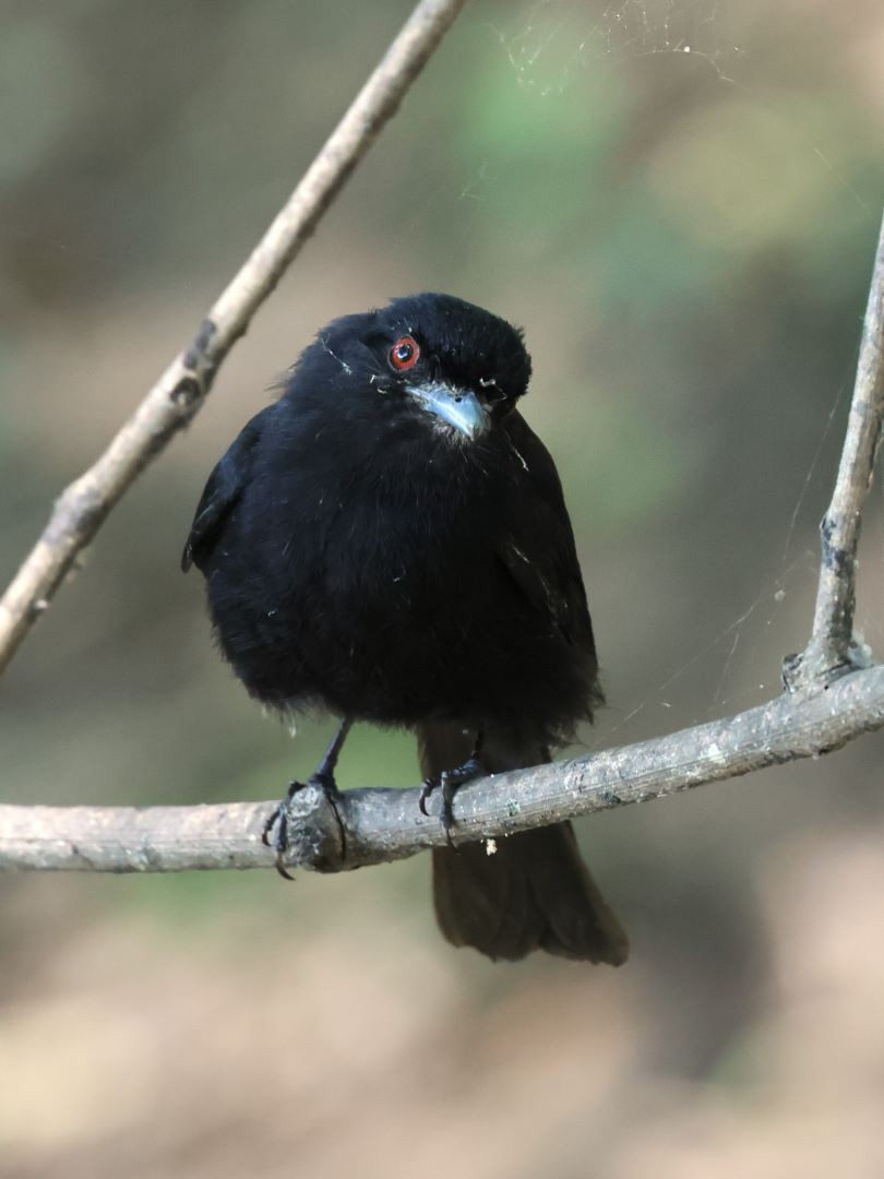 Blue-billed Black-Tyrant - ML615171382