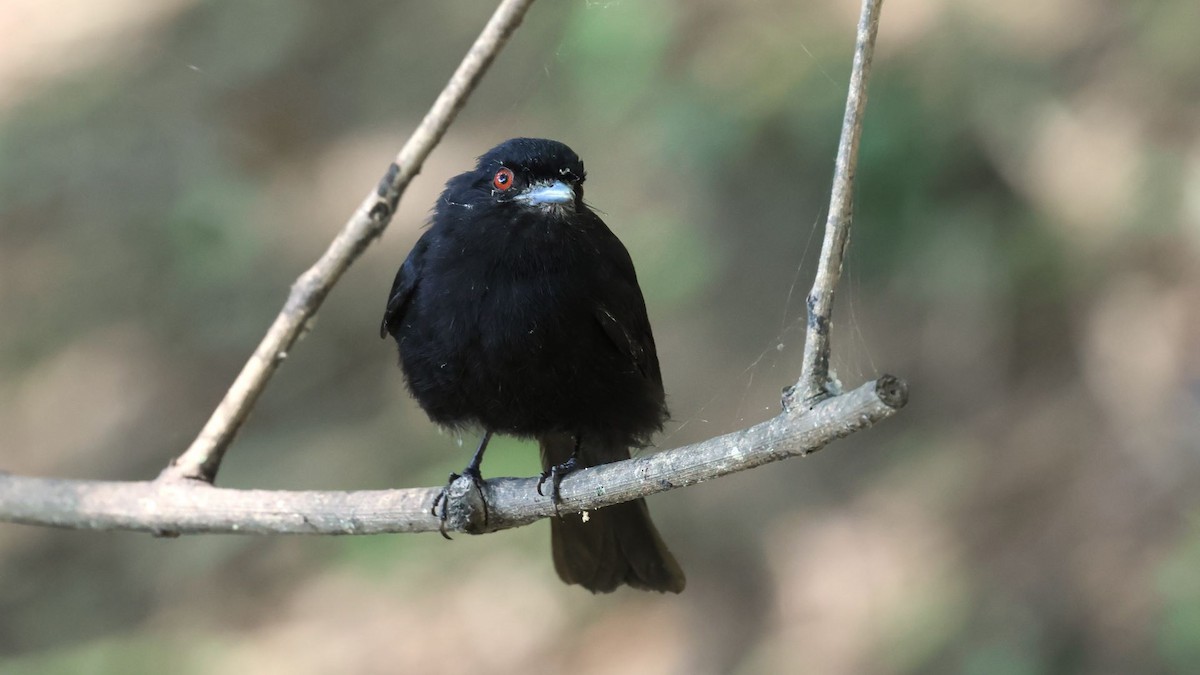 Blue-billed Black-Tyrant - ML615171383