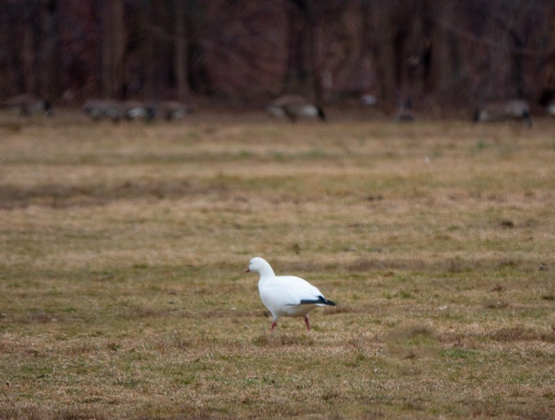 Ross's Goose - ML615171415