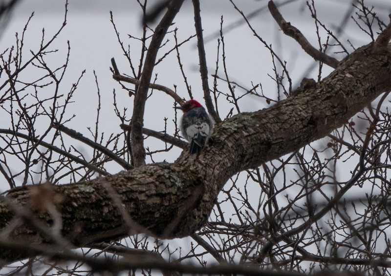 Red-headed Woodpecker - ML615171427