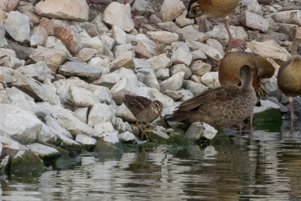 Swinhoe's Snipe - Jake Barker