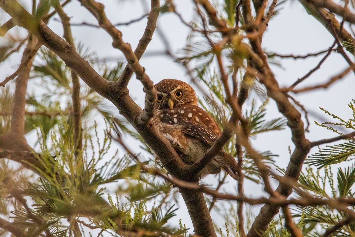 Austral Pygmy-Owl - ML615171501