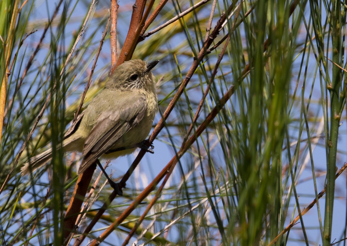 Yellow Thornbill - ML615171508