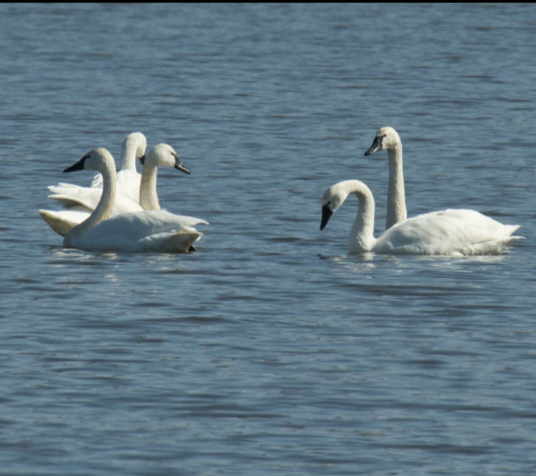 Tundra Swan - ML615171524