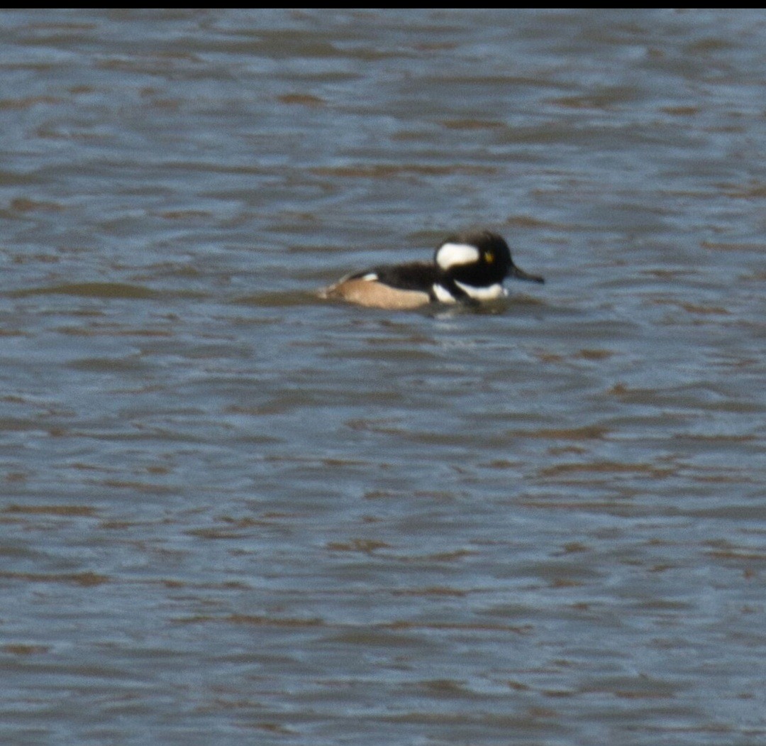 Hooded Merganser - ML615171556