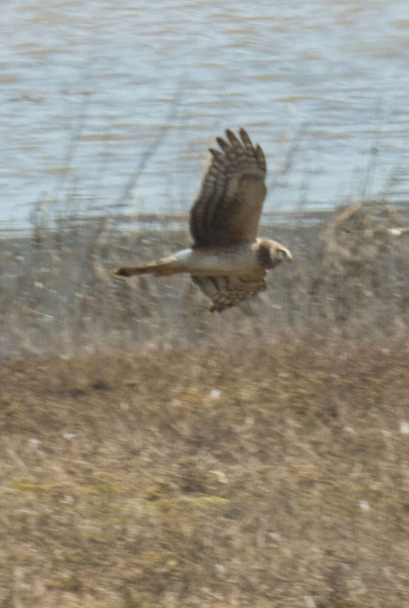 Northern Harrier - ML615171584