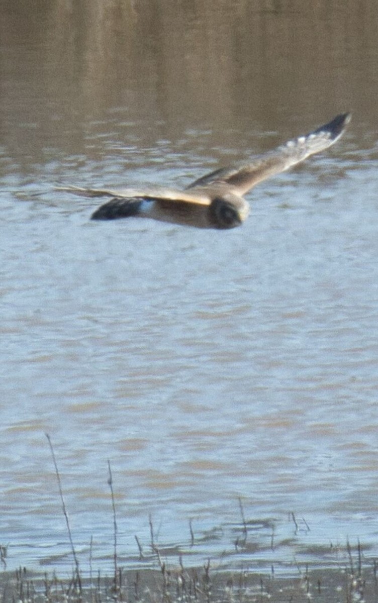 Northern Harrier - Knarr Dan