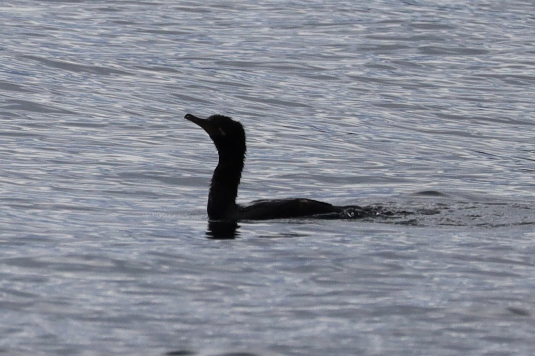 Neotropic Cormorant - Mohini Rawool-Sullivan