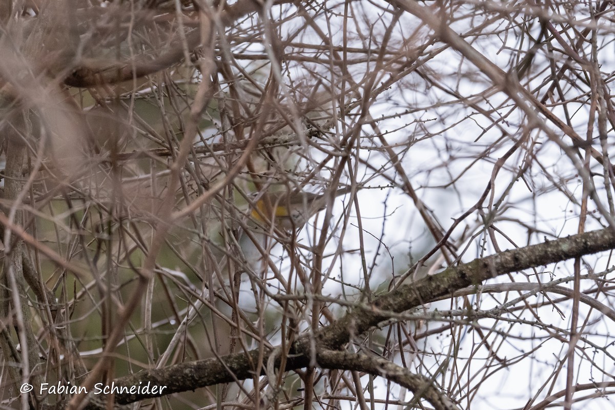 Yellow-breasted Chat - Fabian Schneider