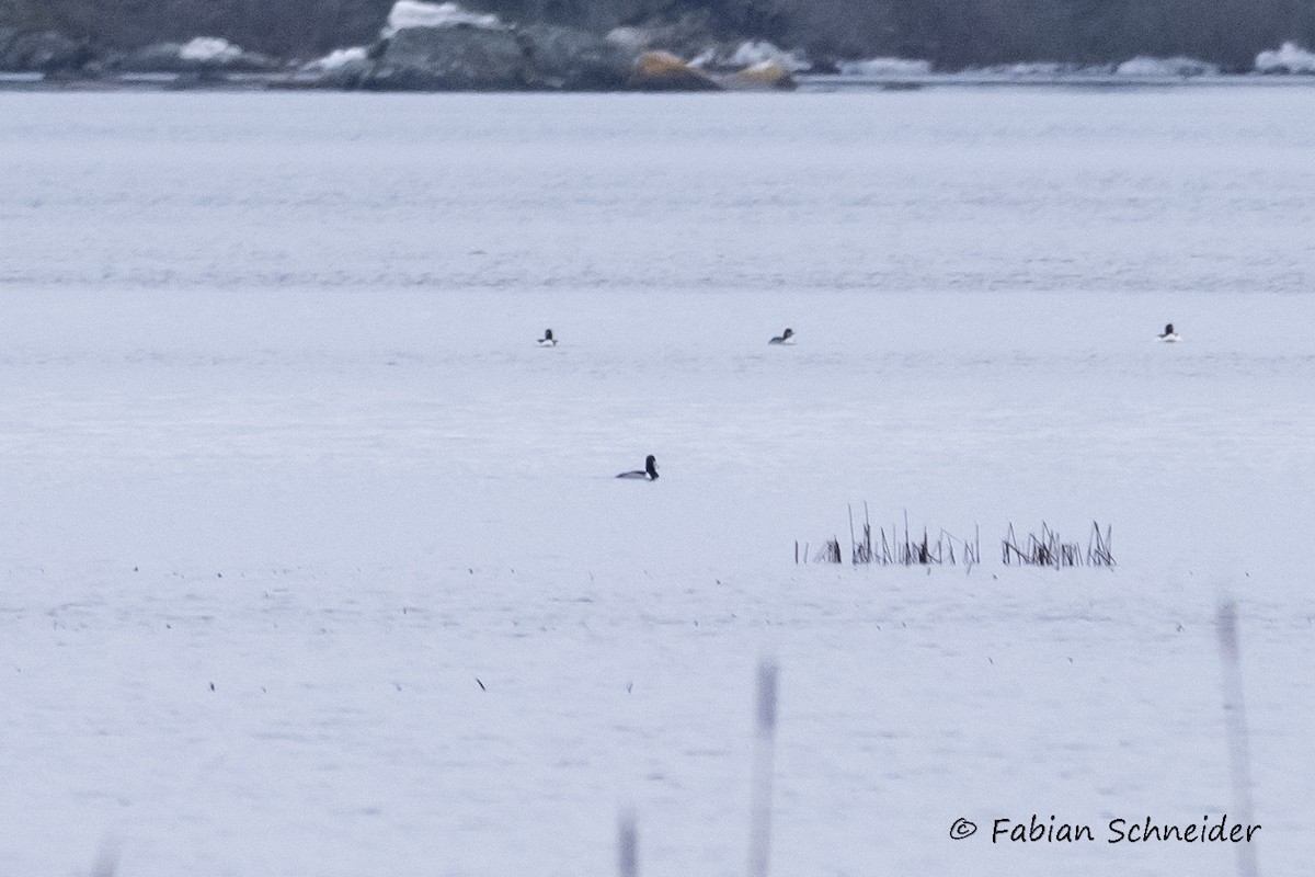 Ring-necked Duck - Fabian Schneider