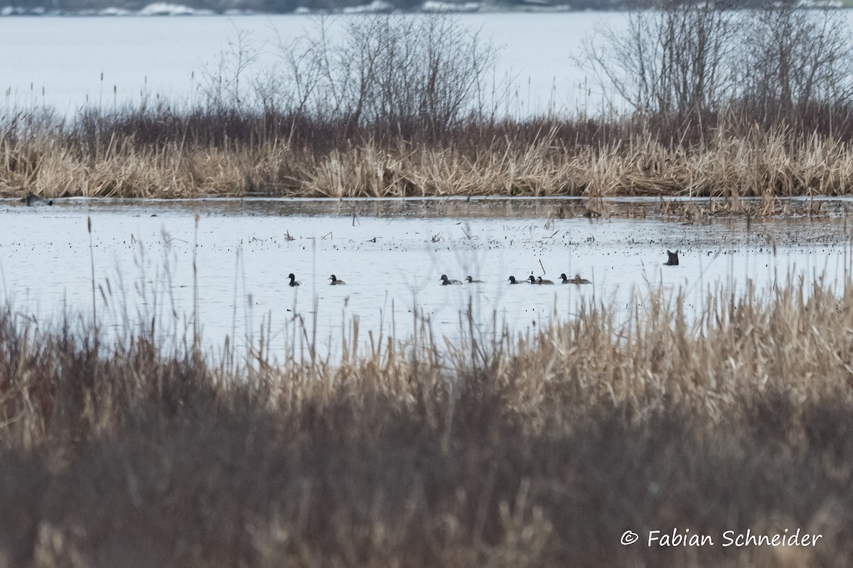 Lesser Scaup - Fabian Schneider