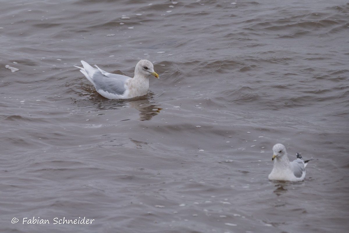 Iceland Gull (kumlieni) - ML615171732