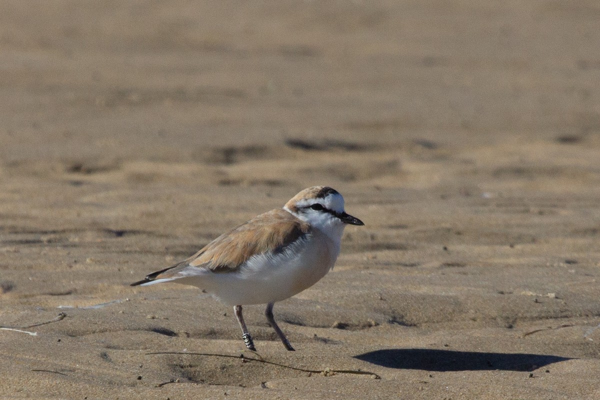 White-fronted Plover - ML615171803