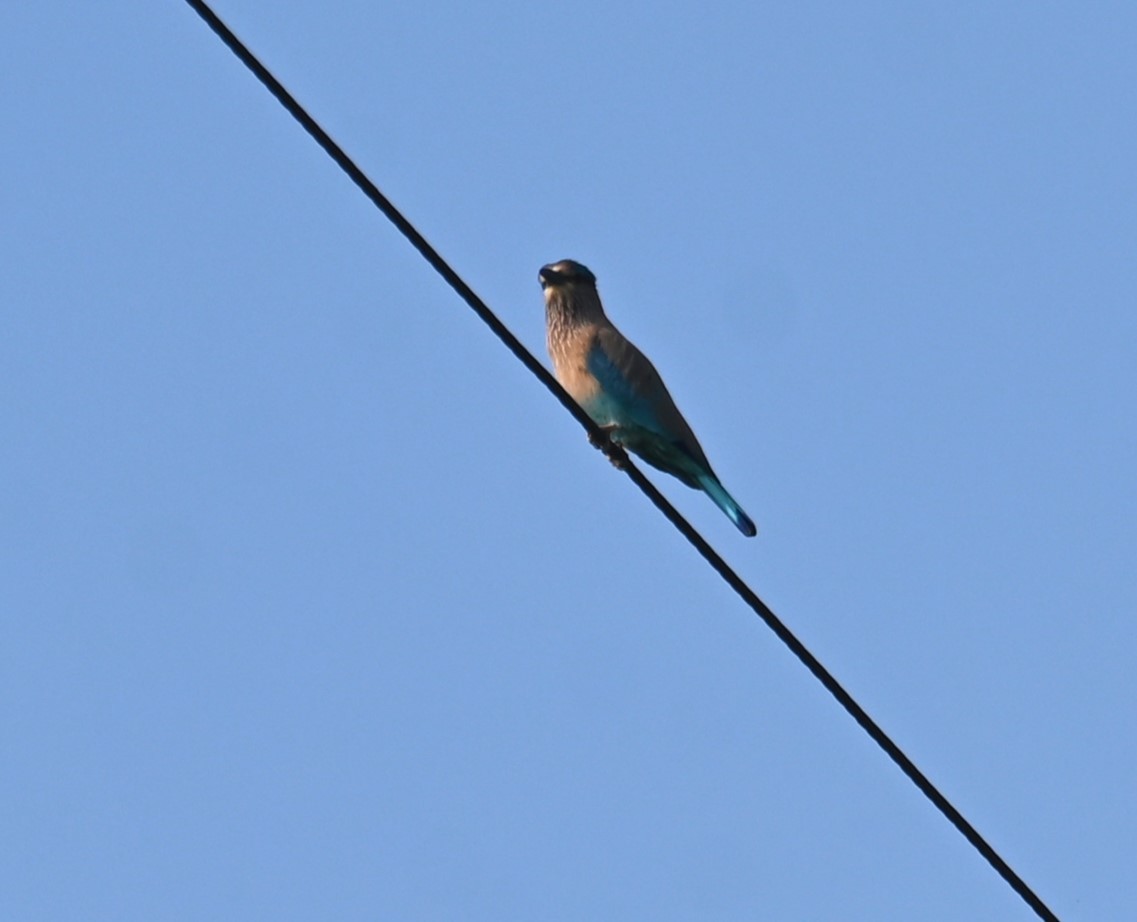 Indian Roller - ML615171820